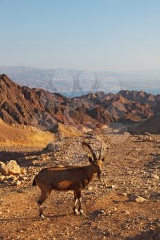 Wild mountain goat in picturesque stone desert. Israel, mountains of Eilat, coast of Red sea