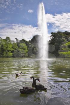 Black swans and ducks in fine lake with a fountain in park Buen Retiro