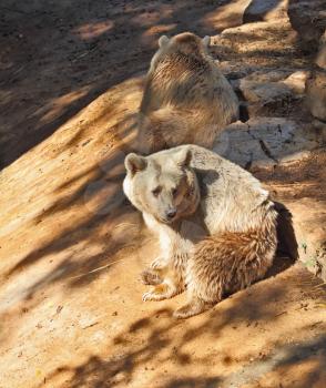 Large brown bears pose for visitors in park - safari in Tel Aviv