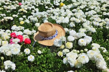 Elegant straw hat left in a field of bright pink and white flowers