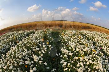 The field of blossoming white buttercups photographed by a lens Fish eye
