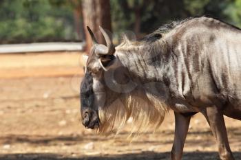 Magnificent animals in the Israeli zoo Safari. Antelope Wildebeest