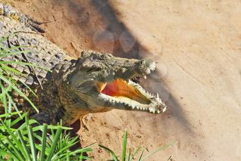 Happy crocodile after feeding. Its opened orange mouth is shined by the sun