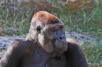 Humanoid gorilla safaris in the zoo of the city of Ramat Gan in Israel