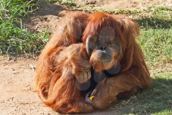 Huge hairy orangutan resting on the grass. Red hair gleaming in the sun