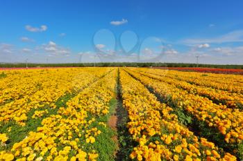 The fields with yellow flowers Ranunculus. Israeli spring. Flowers are grown for export