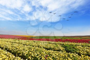The fields with yellow flowers Ranunculus. Flowers are grown for export. The spring. 