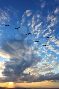  Flying Triangle flock of migratory birds. The magnificent sunset over the Adriatic Sea.