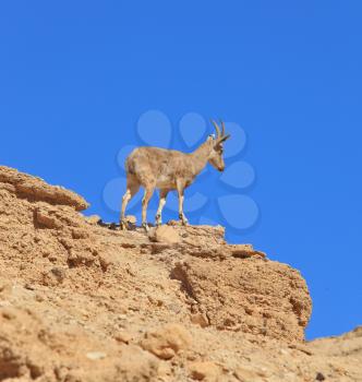 Wild mountain goat against the blue sky