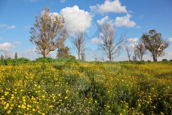 Wonderful blossoming spring field. Camomiles in the south of Israel