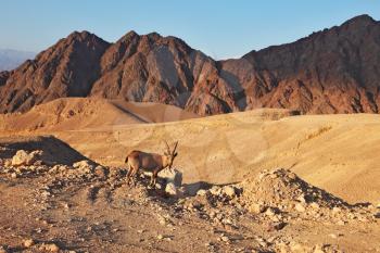 Wild mountain goat in picturesque stone desert. Israel, mountains of Eilat, coast of Red sea