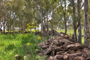  A grove and a shaft from stones on Golan heights in Israel. 