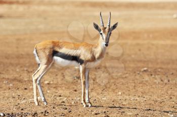 A graceful  Thomson Gazelle beautiful posing for a photograph