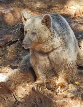 The big beautiful bear poses for visitors in park in Tel Aviv