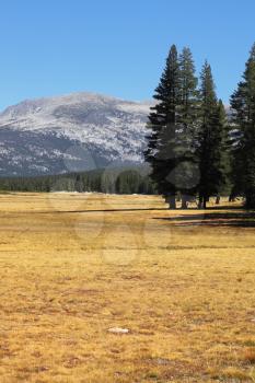 Picturesque Yosemite Park in the early autumn - a large meadow with the dry yellow grass, fur-trees and mountains