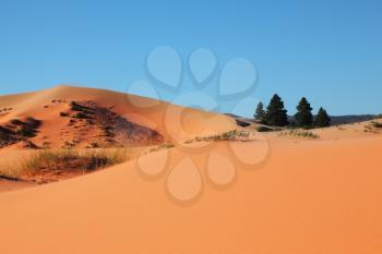 Roundish forms of orange, yellow both pink sandy dunes and four small fur-trees