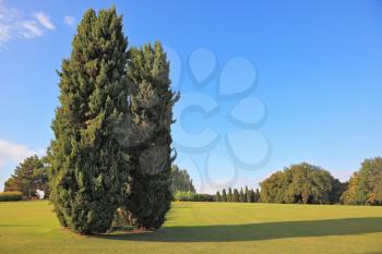 Two slender cypress on a green grassy lawn in the park. A bright summer day comes to an end. On the grass crisp shadows