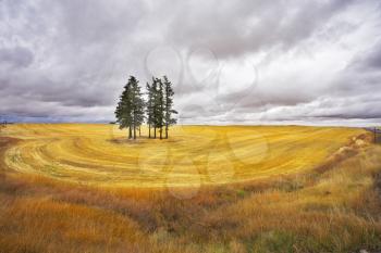 Huge thundercloud above a yellow field after harvesting. More magnificent pictures from the American and Canadian National parks you can look hundreds in my portfolio. Welcome!