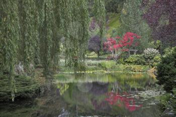 A silent pond and a tree on coast in beautiful to Butchart garden in Canada