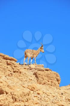 A wild mountain goat prepares to jump