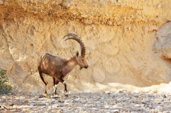 Wild goat with huge horns in a dry mountain canyon
