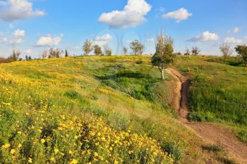Flowering fields and the bright blue sky. A lovely spring day in southern Israel
