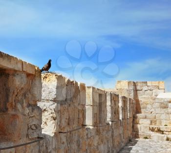 Walk along the walls of ancient Jerusalem.  For the Birds Wall - a place of rest