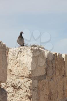 Walk along the walls of ancient Jerusalem. For this crow a wall - the vacation spot