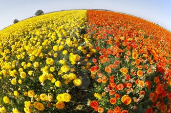 Magnificent field of yellow and red buttercups on a sunset, photographed by an objective  the Fish eye 