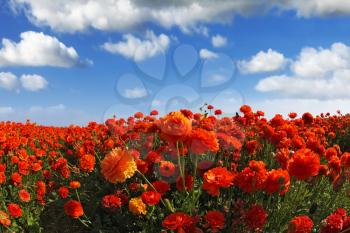 Picturesque field of the blossoming red-orange buttercups, photographed a lens  Fish eye
