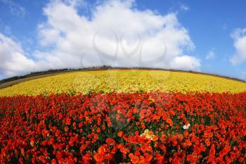 Picturesque field blossoming red and the yellow buttercups, photographed a lens the Fish eye