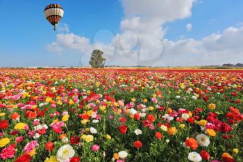  Spring  in Israel.  Bright striped balloon flies over a field of colorful garden of buttercups.