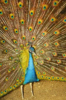 The royal peacock who has effectively opened a beautiful tail