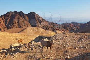 Family wild mountain goats in magnificent stone desert. Israel, mountains of Eilat, coast of Red sea