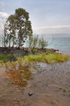 Trees at coast of lake of Tiberias in the spring