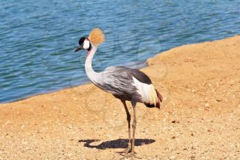 Park safari in Tel Aviv. Elegant and graceful bird with magnificent plumage crest on the head. He lives near bodies of water
