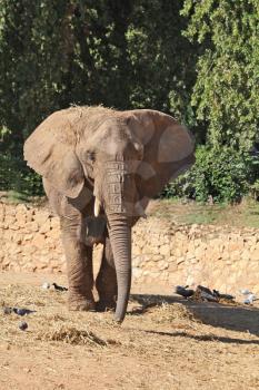 Magnificent animals in the Israeli zoo Safari. A huge beautiful elephant
