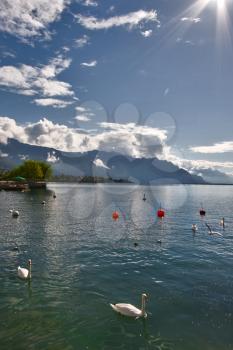  Lake Leman in fine autumn day and floating swans.