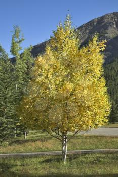 Trees with yellow and green foliage in mountain reserve