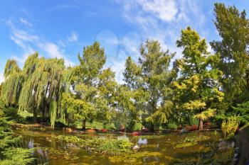 A quiet corner of the picturesque park in Europe. A pond, overgrown with lilies, photographed by Fisheye lens