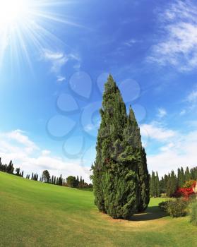 Romantic Landscape Park - garden in Italy. Lone Cypress. Photo taken fisheye lens