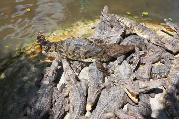 The herd of crocodiles  is happy. A terrarium in tropical park after feeding of crocodiles

