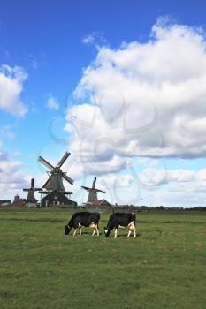 Charming Pastoral. On the green grass meadows grazed cows. In the distance the windmills.