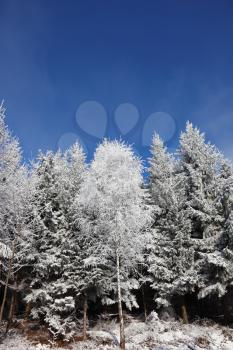 Winter morning in the forest. Snow-covered tree branches against the blue sky
