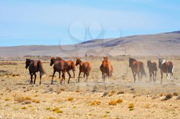 The herd of magnificent bay mustangs galloping in the Patagonian plains. Argentina, summer