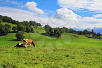 Pastorale in Provence, France. Green meadow with lush grass and grazing cows