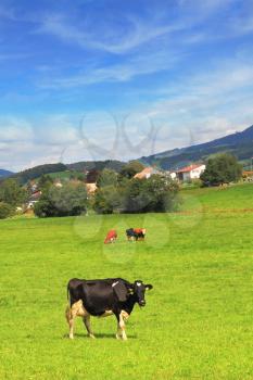 Charming pastoral scene in Southern France. Green meadow with lush grass and grazing cows