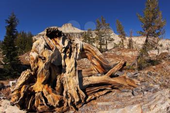 Picturesque tree stumps and snags in the dry desert