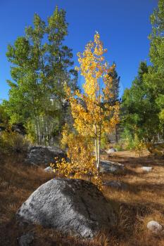Amazingly beautiful autumn landscape - trees with colorful foliage and large rocks - boulders in the bright yellow grass