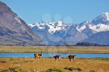 Bible landscape - a field, lake and snow-capped mountains in the distance. In the foreground are grazing guanaco. Patagonia